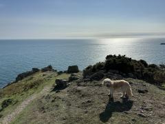 Just past Ivy Cove, about half a mile to Scabbacombe Head